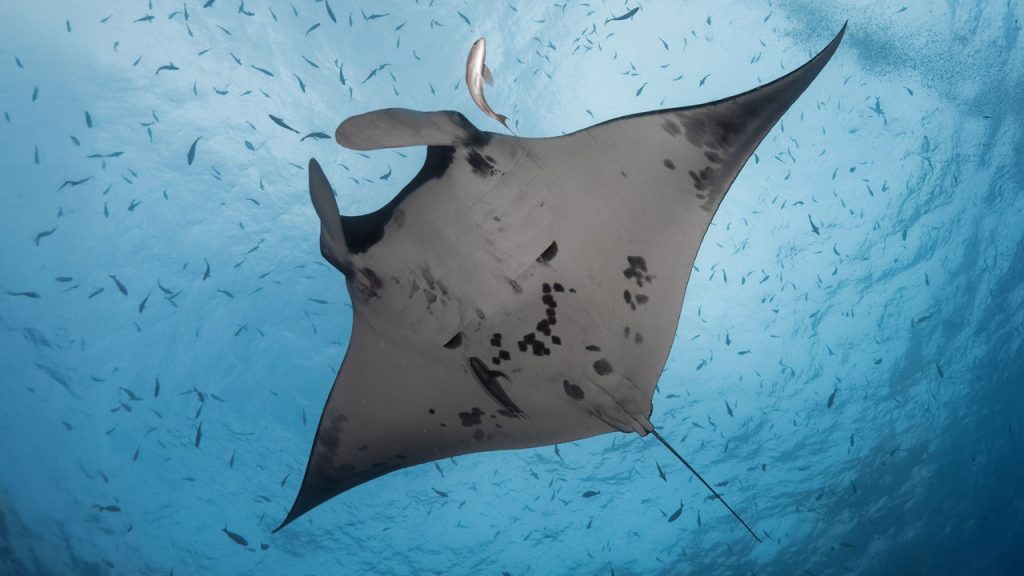 Gigantes Alados, el motor biológico de nuestros océanos