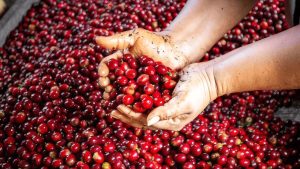 Huila Hunt 2026: Subasta de los Mejores Cafés
