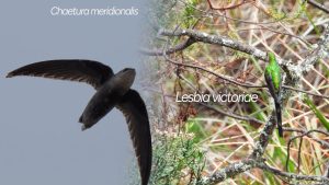 Huila alcanza las 760 especies de aves con dos nuevos hallazgos
