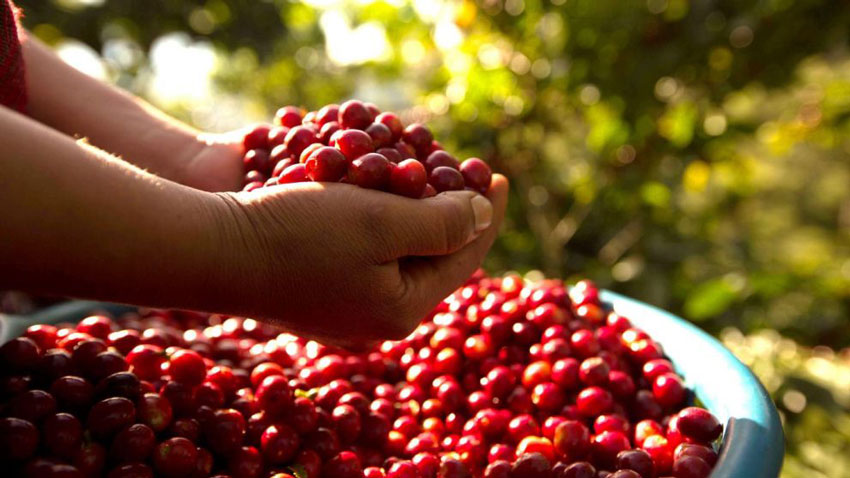 La Gran Subasta de Expocafé Pitalito 2026, una Vitrina de oro para los Caficultores del Huila