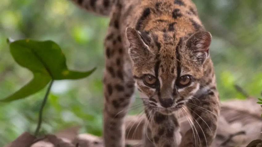 Leopardus tilcayo: descubren nuevo felino en Bolivia