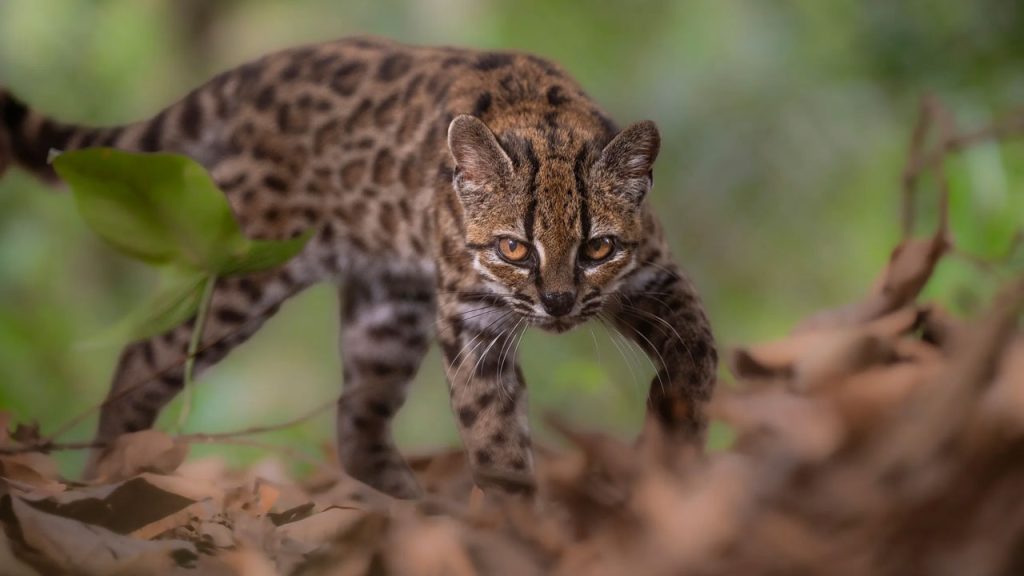 Leopardus tilcayo: descubren nuevo felino en Bolivia