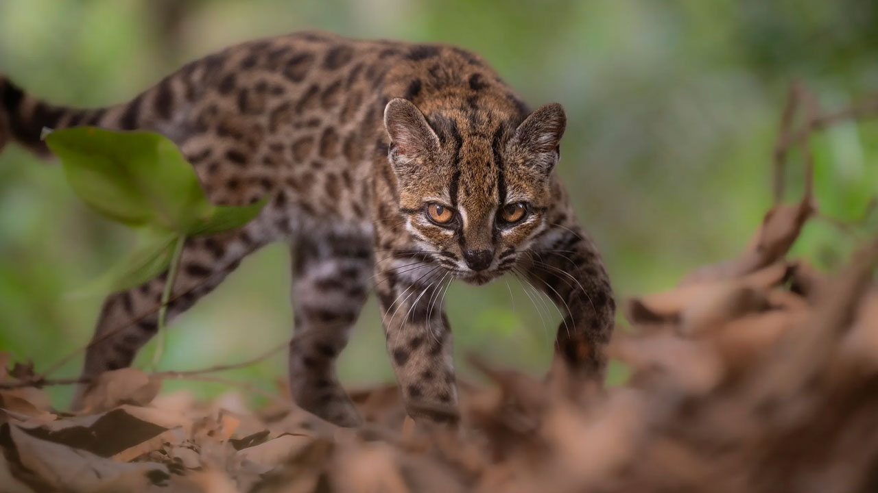 Leopardus tilcayo: descubren nuevo felino en Bolivia