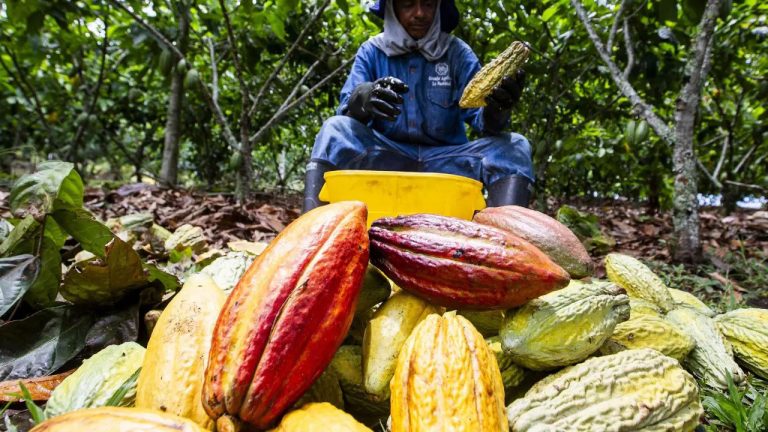 Neiva proyecta cifra récord de visitantes en la sexta edición de FICCA