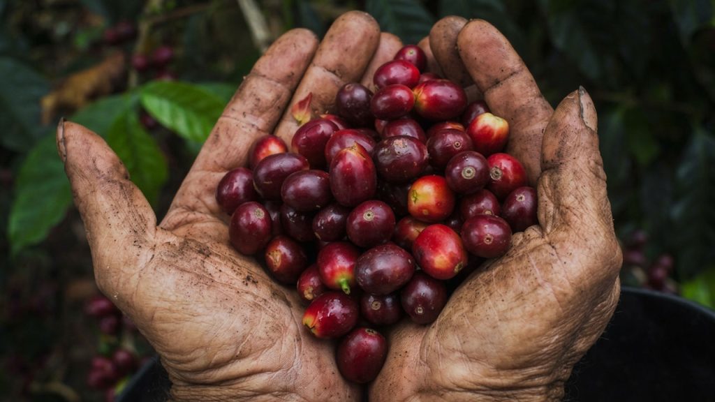 Pitalito a ratificar su trono cafetero