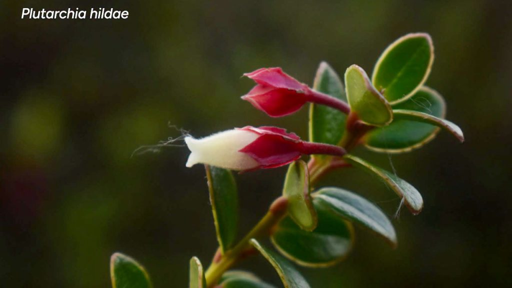 Plutarchia hildae: un nuevo tesoro botánico del Huila