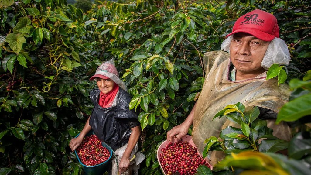 Producción de café en Colombia cae 12 % y proyecta un difícil 2026