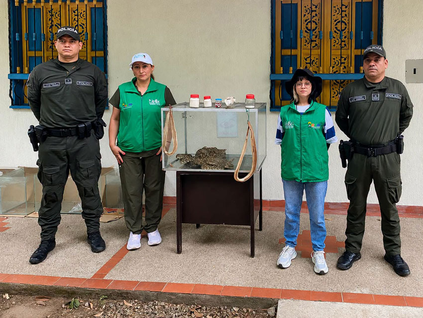 Rescatan serpientes cascabel en Huila destinadas a falsas curas contra el cáncer