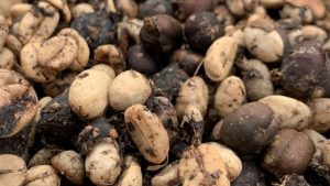 Sube el precio de la pasilla ante El Niño