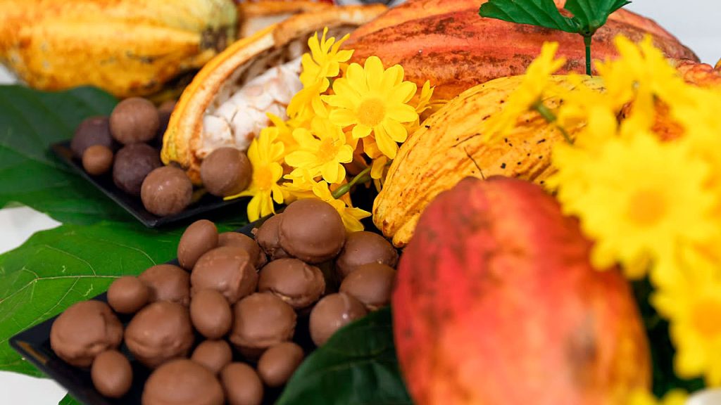 Los mercados verdes de Europa son el objetivo de los cacaoteros del Huila