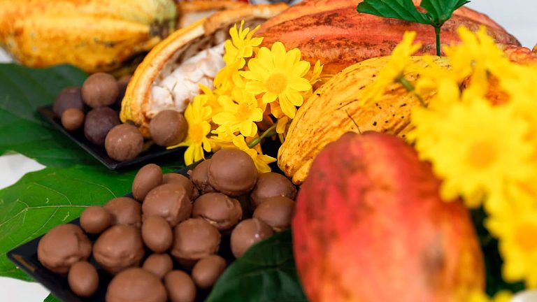 Los mercados verdes de Europa son el objetivo de los cacaoteros del Huila