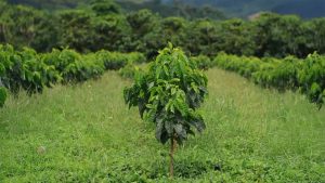 Celestra: la nueva joya del café colombiano de especialidad