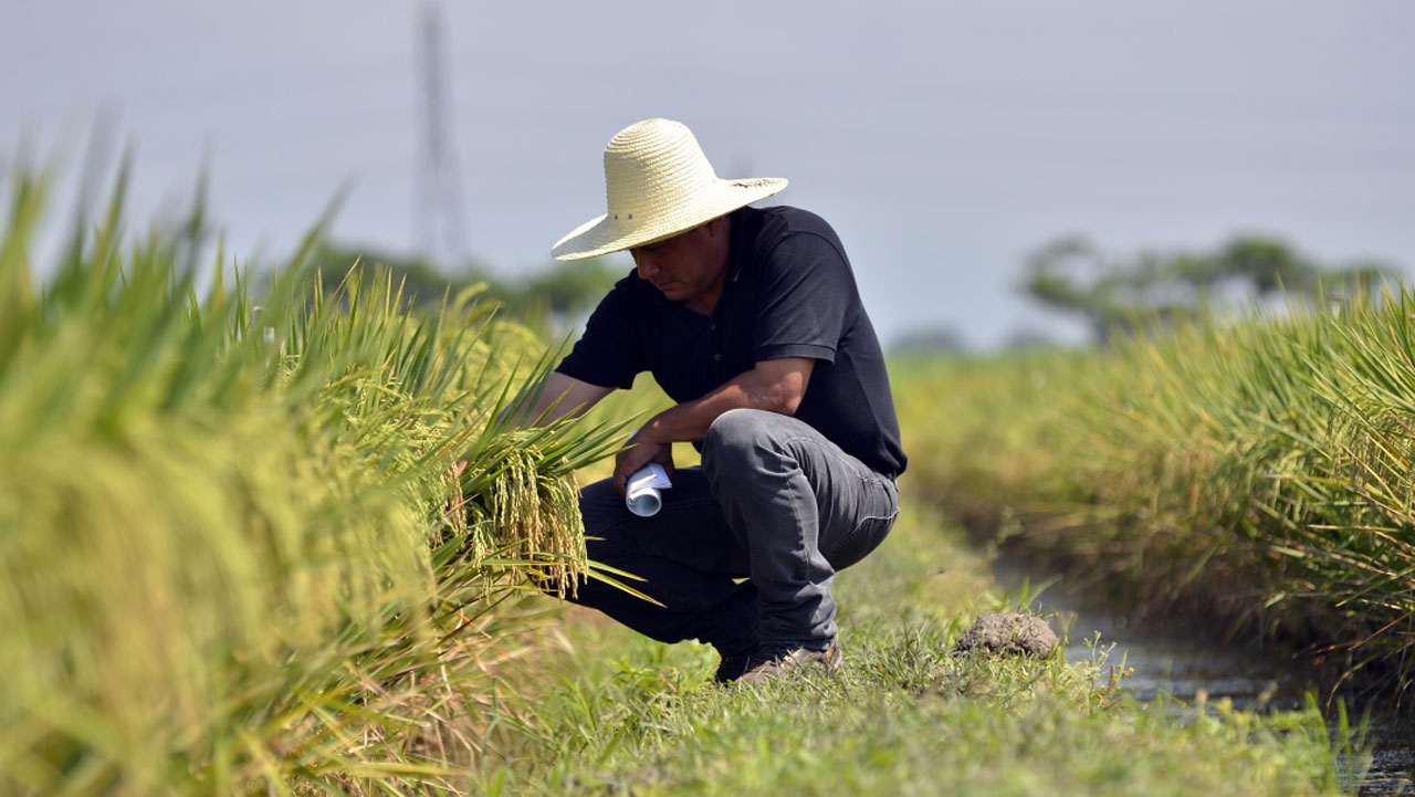 El alza de la urea amenaza la rentabilidad del agro