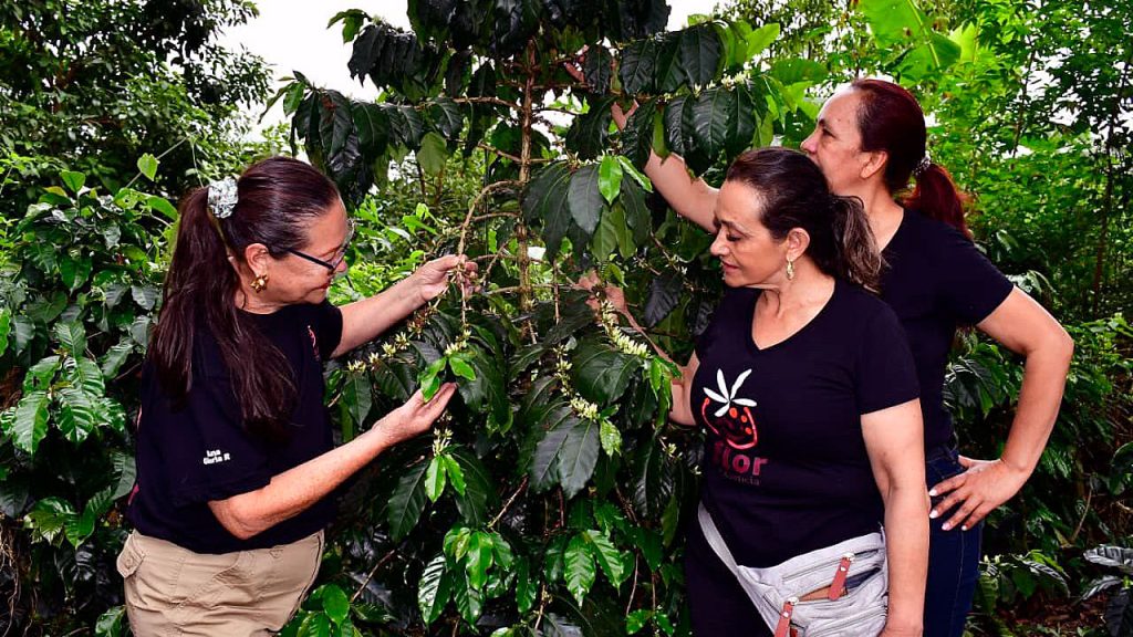 La mujer cafetera, esencia de la producción en el Sur del Huila