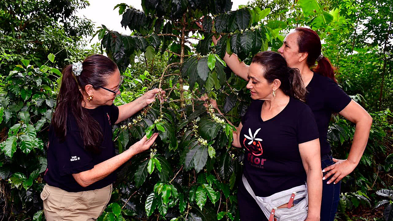 La mujer cafetera, esencia de la producción en el Sur del Huila