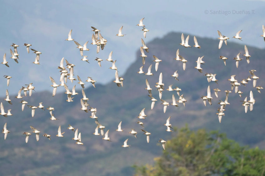 Huila a la caza de aves en el October Big Day
