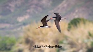 Huila descubre nuevas rutas migratorias de aves en el exitoso October Big Day 2026