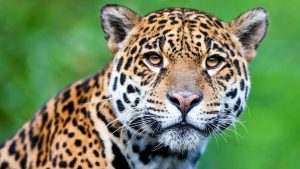 El jaguar es el felino más grande de América. Está en peligro por la cacería y por la destrucción o modificación de su hábitat. En países como Estados Unidos, El Salvador y Uruguay está declarado como extinto