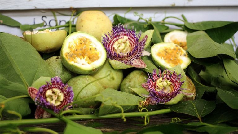 Tilapia y pasifloras: el motor del agro en 2026