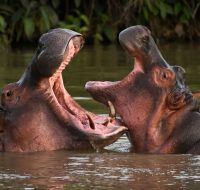 Dos hipopótamos en el río Magdalena