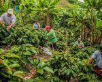 Alivio tributario salva a cooperativas cafeteras