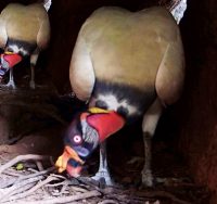Descubren primer nido del Rey de los Gallinazos en Huila