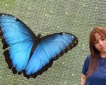 Nuevo mariposario en Pitalito impulsa biodiversidad