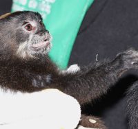 rescatan-mono-titi-PT