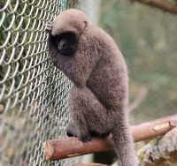 rescate-fauna-cam-INT
